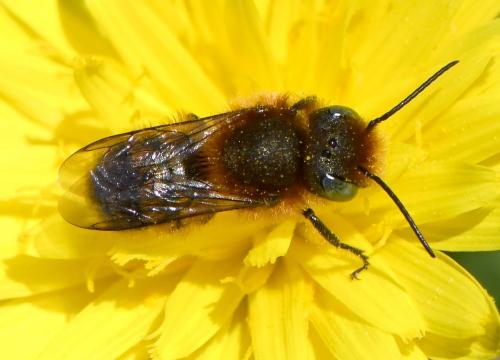 Réf. 279 129 : Osmia sp.